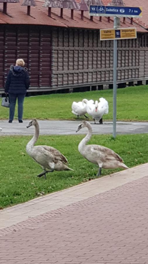 Sobe Ava * Palić